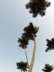 Image showing Wild Palms 