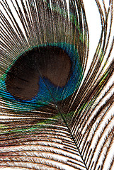 Image showing Detail of peacock feather