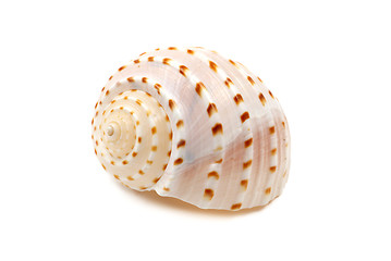 Image showing Ribbed Seashell