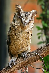 Image showing Owl