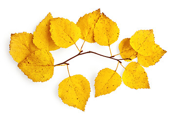 Image showing Sprig of birch with yellow leaves