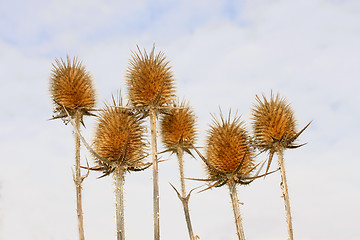 Image showing Dry inflorescences of teasel 