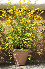 Image showing Kerria japonica Pleniflora