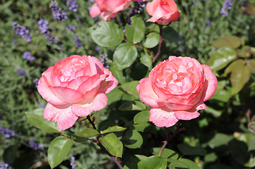 Image showing Rose Aachener Dom