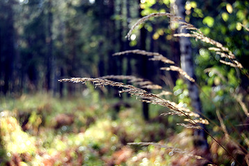 Image showing landscape  