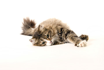 Image showing A cat