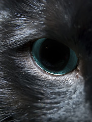 Image showing cats eye