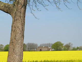 Image showing Canola field