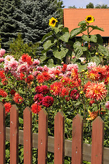 Image showing Dahlias and sunflowers