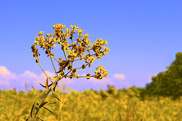 Image showing Yellow summer flowers on meadow