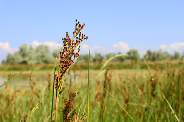 Image showing Millet wild plant