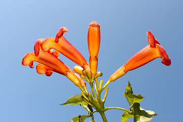 Image showing Eccremocarpus branch flowering