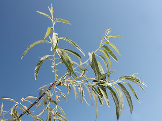 Image showing Branch of wild olive trees