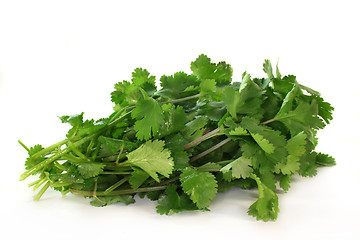 Image showing Coriander