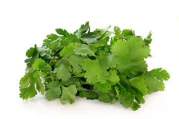 Image showing Coriander