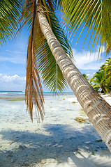 Image showing Palm hanging over beach