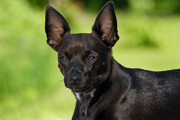 Image showing Dog