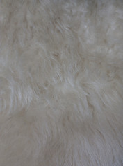 Image showing White wool