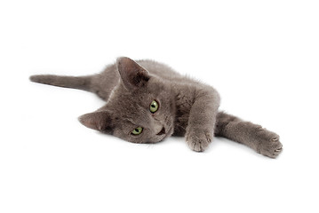 Image showing grey kitten