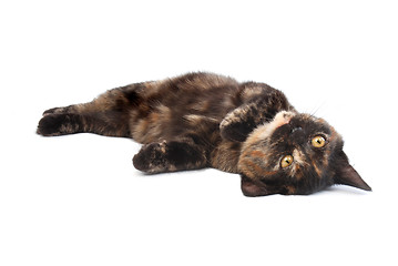 Image showing rolling kitten