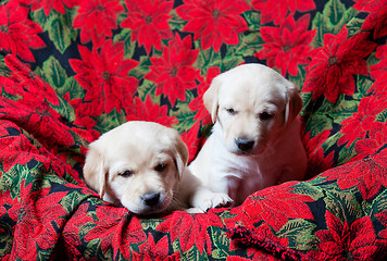 Image showing Lab Puppies