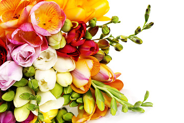 Image showing lovely freesia