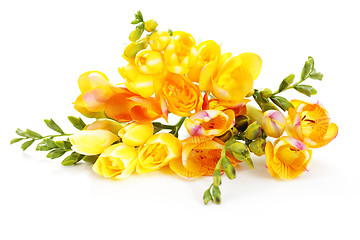 Image showing lovely freesia