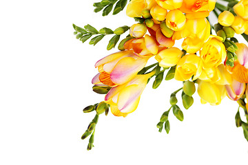 Image showing lovely freesia