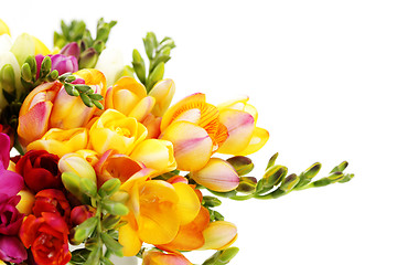 Image showing lovely freesia