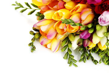 Image showing lovely freesia