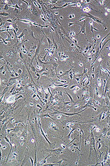 Image showing Muscle cells