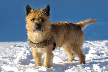 Image showing Dog in snow