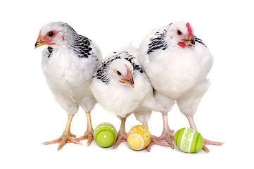 Image showing Chickens and easter eggs