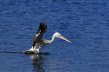 Image showing pelican