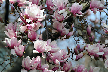 Image showing Cherry Blossoms