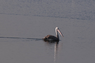 Image showing Spot Billed Pelican