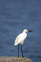 Image showing Egret