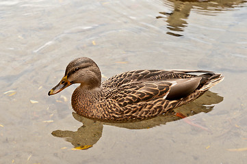 Image showing Duck