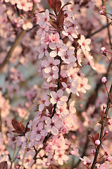 Image showing Cherry Blossoms