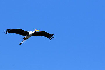 Image showing Painted Stork