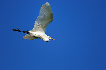 Image showing Egret