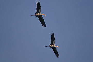 Image showing Painted Stork