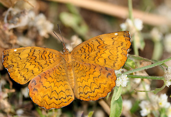 Image showing Common Castor