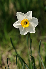 Image showing Daffodils