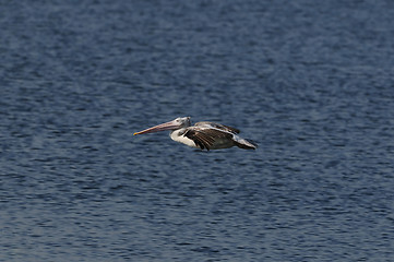 Image showing Spot Billed Pelican