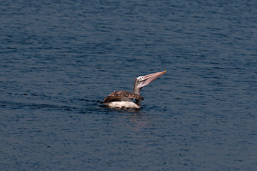 Image showing Spot Billed Pelican