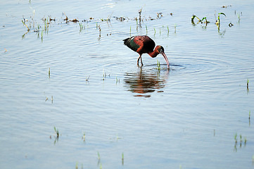 Image showing Glossy Ibis