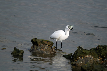 Image showing Egret