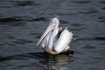 Image showing Spot Billed Pelican