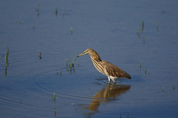 Image showing Indian Pond Heron